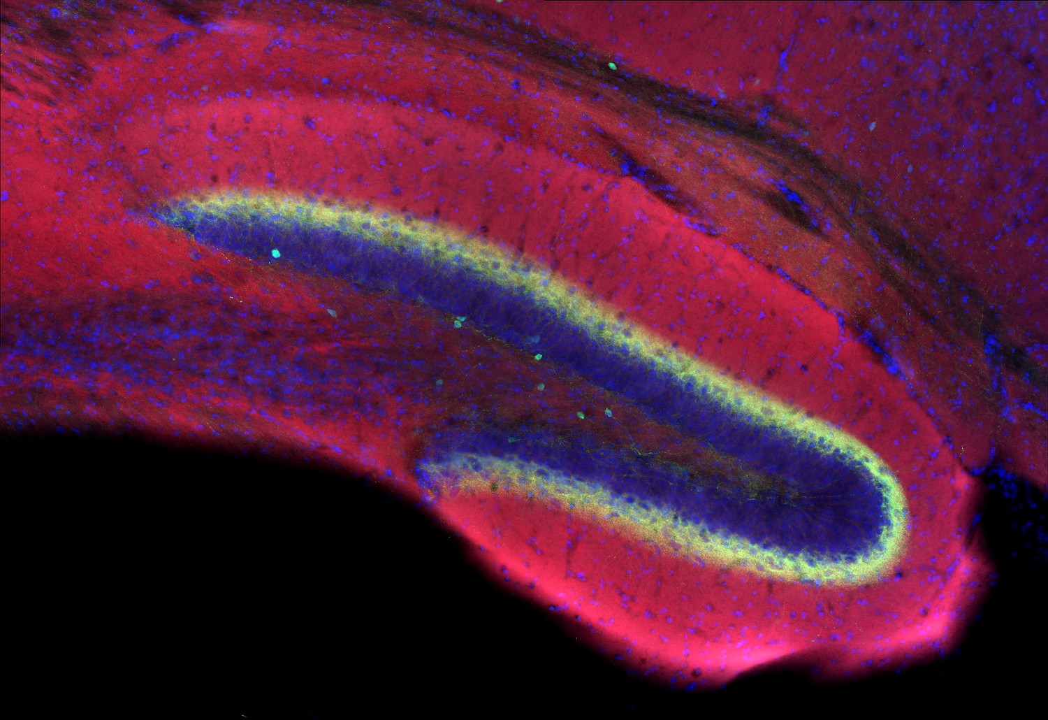 Neuroligin3 Recombinant rabbit - image 4